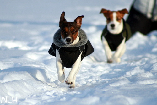100125 sissi, inka2.jpg - Sissi & Inka